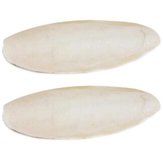 Cuttlefish Bones