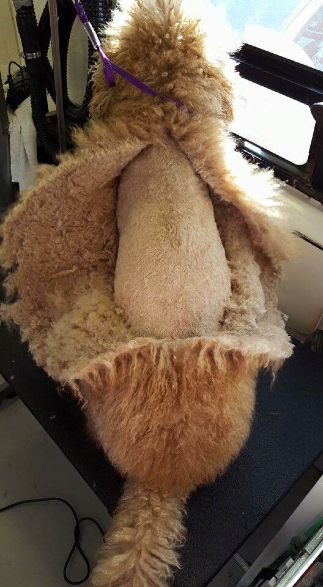 Moulting in Cats and Dogs - Shanklin Pet Stores Isle of Wight